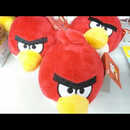 Joey Shepard Photo 6