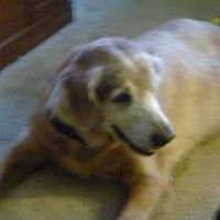 Diane Sipe Photo 14