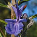 Rosemary Flowers Photo 31
