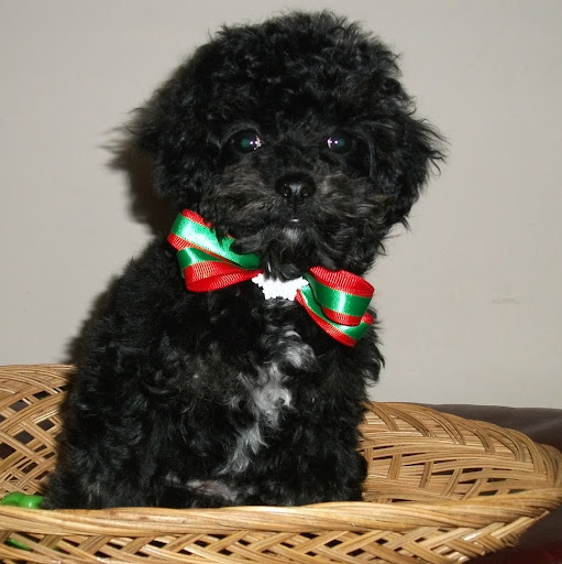 Diane Chamberlain Photo 27