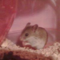 Robert Baldwin Photo 48 Robert Baldwin Photo 48