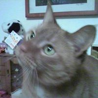 Lori Tanner Photo 22