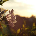 Dawn Gannon Photo 21