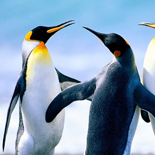 Kathy Carter Photo 16