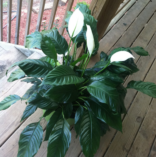 Peggy Watson Photo 27