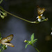 Donna Mead Photo 31