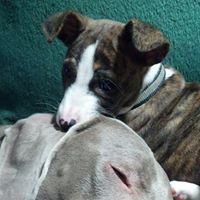 Robin Campbell Photo 55 Robin Campbell Photo 55