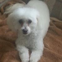 Ron West Photo 31 Ron West Photo 31