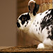 Samantha Hall Photo 20