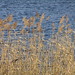 Virginia Reed Photo 12