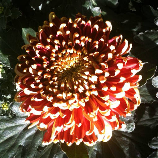 Lisa Cooper Photo 21