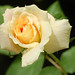 Rose Powell Photo 20