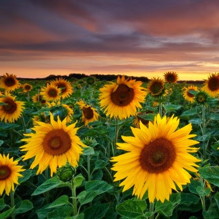 Renee Stevenson Photo 24