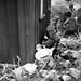 Randall Wolfe Photo 26