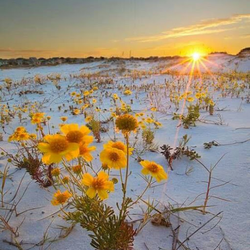 Rosalyn Wilson Photo 27