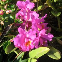 Andrea Rasmussen Photo 42