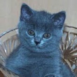 Darrell Lucas Photo 25 Darrell Lucas Photo 25