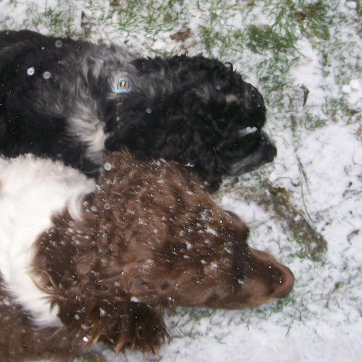 Suzanne Elliott Photo 18