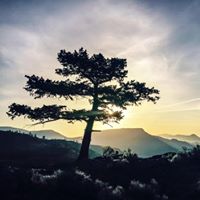 Dawn Koch Photo 9