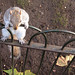 Henry Nash Photo 14