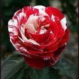 Katherine Workman Photo 18