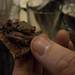 Frank Bacon Photo 11