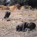 Kevin Carter Photo 24