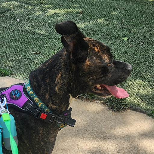 Nelson Green Photo 10