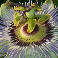 Cynthia Powers Photo 10