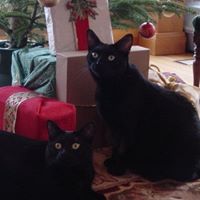 Ann Goulet Photo 22