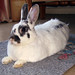 Cherie Gross Photo 14