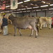 Paula Swenson Photo 21