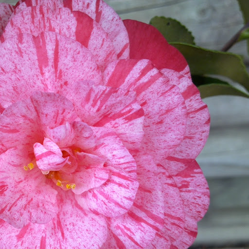 Cathy Adams Photo 48 Cathy Adams Photo 48