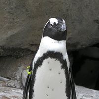 Patricia Pfaff Photo 15