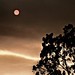 Renee Sherman Photo 40