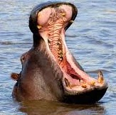 Susan Pence Photo 17