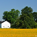 Susan Meadows Photo 39