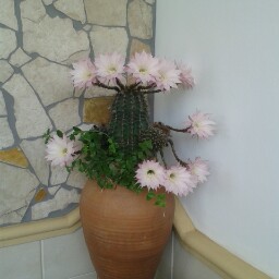 Melanie Calabrese Photo 5