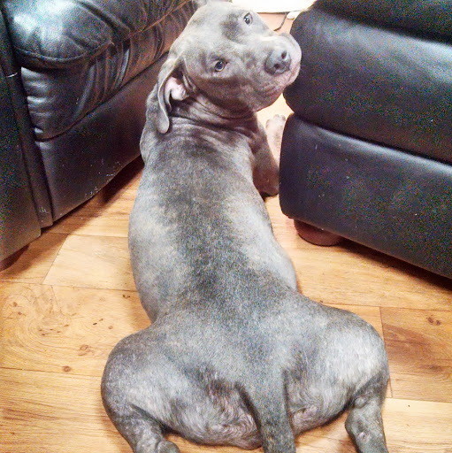 Tracie Campbell Photo 12