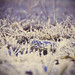 Albert Summers Photo 15