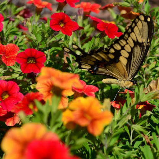 Carolyn Barker Photo 37