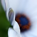Judith May Photo 15
