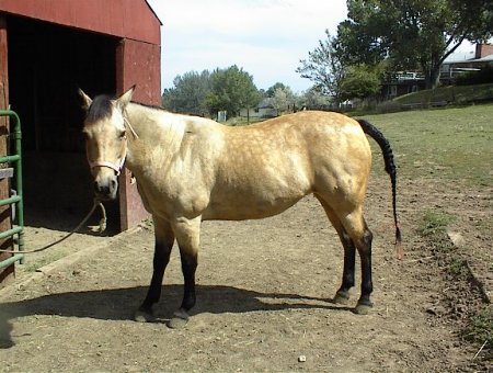 Paula Sullivan Photo 10