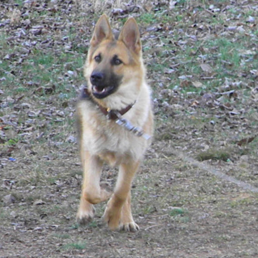 Brent Ingram Photo 6