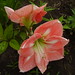Denise Wolfe Photo 27