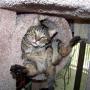 Steven Mooney Photo 15