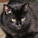 Joy Blocker Photo 7