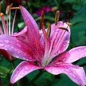 Rebecca Andersen Photo 15