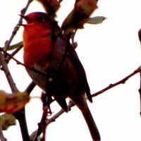 Christine Tew Photo 9