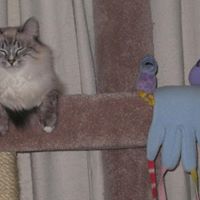 Diana Carpenter Photo 18